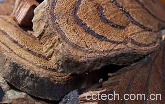 鸡血藤和大血藤的区别-0