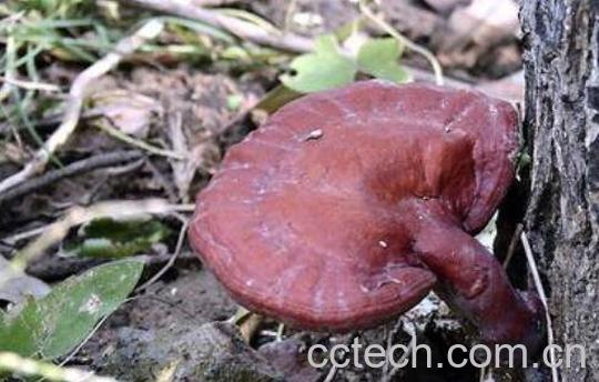 血灵芝的功效与作用-0