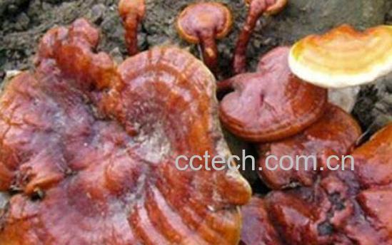 血灵芝的功效与作用-1