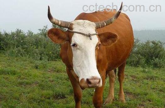 牛苦胆汁的功效与作用及药用价值-1