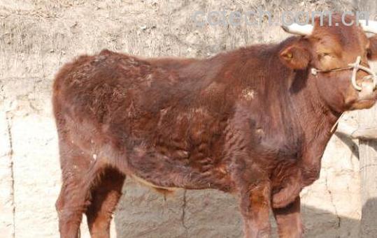 牛苦胆汁的功效与作用及药用价值-0