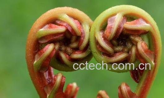 金锁匙的功效与作用-0