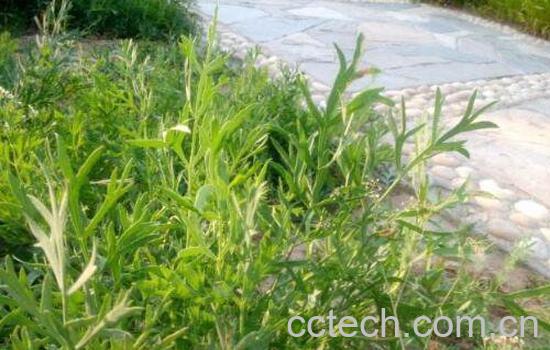 防风的功效与作用及药用价值-0