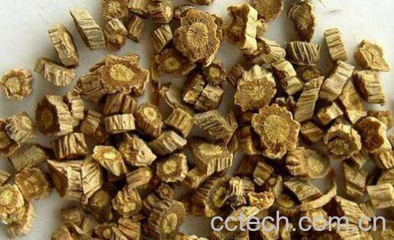 防风的功效与作用及药用价值-1