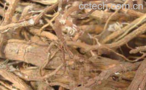 芫花根的功效与作用及药用价值-0