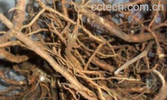 芫花根的功效与作用及药用价值-1