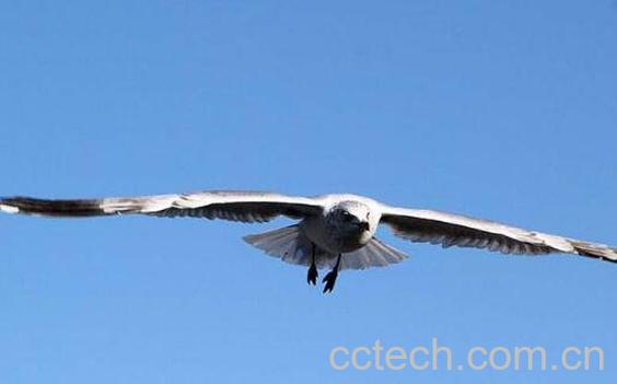 海燕的功效与作用及药用价值-1