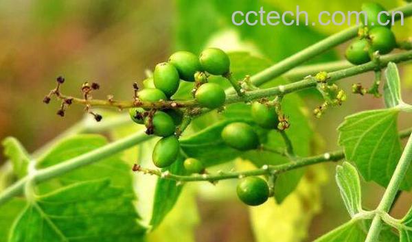 鸦胆子的功效与作用及药用价值-0