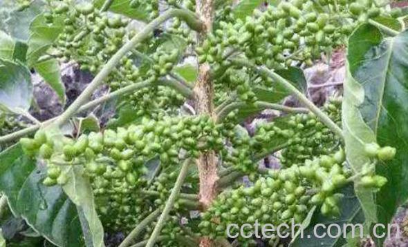 鸦胆子的功效与作用及药用价值-1