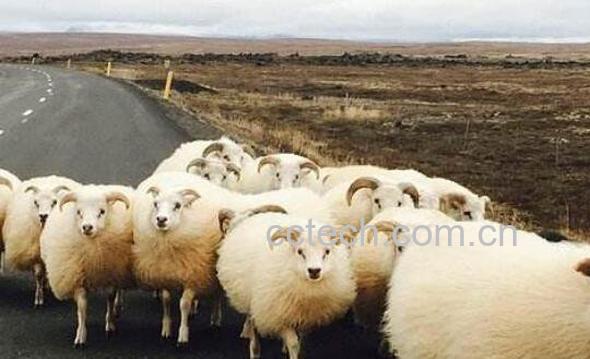 羊胆汁的功效与作用-0