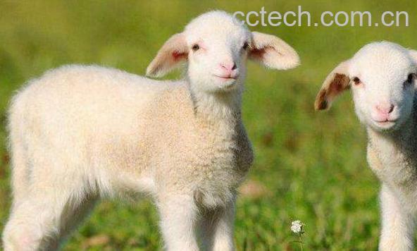 羊胆汁的功效与作用-1