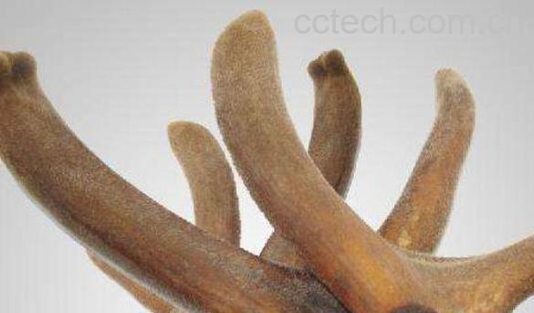 鹿茸怎么吃 鹿茸的正确吃法-1