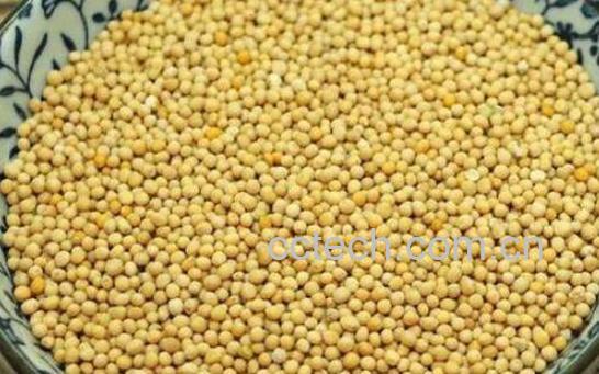 白芥子的功效与作用及药用价值-0