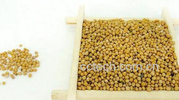 白芥子的功效与作用及药用价值-1