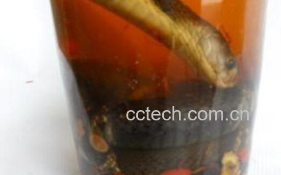 银环蛇泡酒有什么功效 银环蛇怎么泡酒-0
