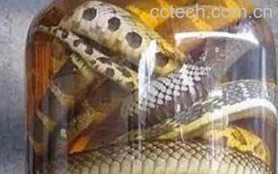 银环蛇泡酒有什么功效 银环蛇怎么泡酒-1