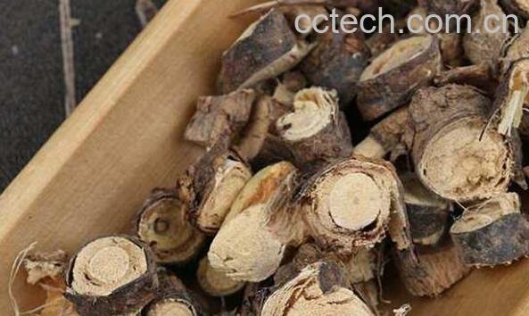 金雀根的功效与作用及常见用法-1