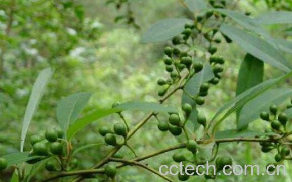 豆豉姜的功效与作用及药用价值-1