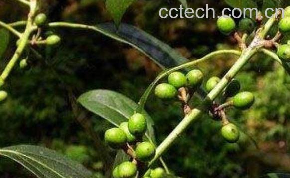 豆豉姜的功效与作用及药用价值-0