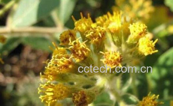 羊耳菊的功效与作用及药用价值-0