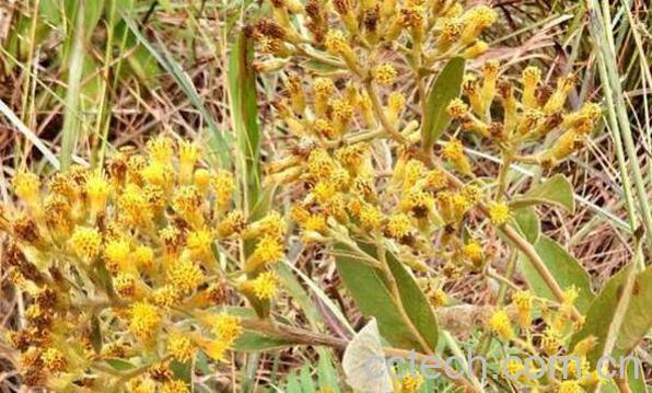 羊耳菊的功效与作用及药用价值-1