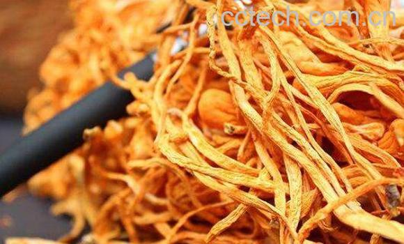 金虫草的功效与作用-1