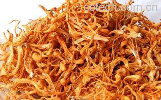 金虫草的功效与作用-0