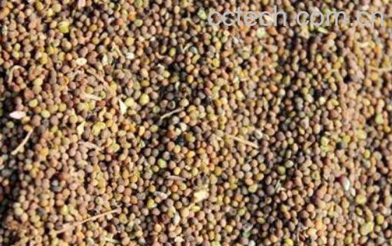 菟丝子的功效与作用及药用价值-0