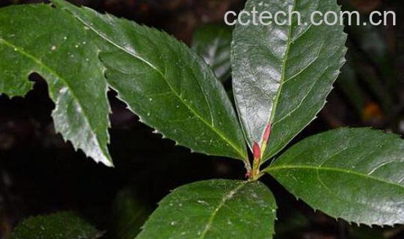 九节风的功效与作用及药用价值-1