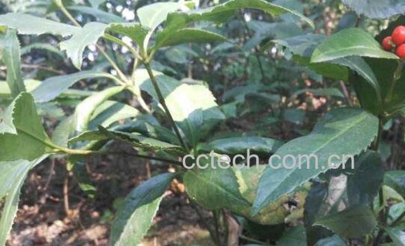 九节风的功效与作用及药用价值-0