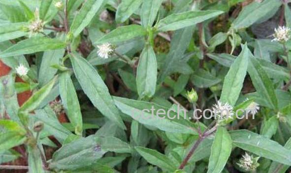 旱莲草的功效与作用及药用价值-0