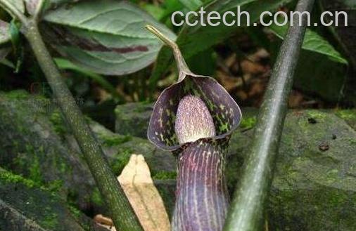 雪里见的功效与作用及药用价值-0