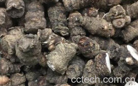 雪里见的功效与作用及药用价值-1