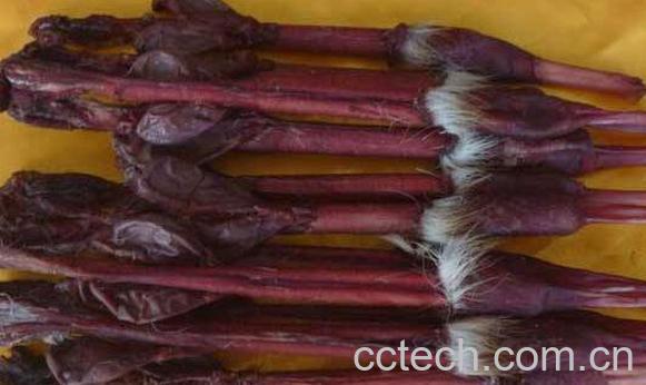 鹿鞭的功效与作用 鹿鞭的吃法-1