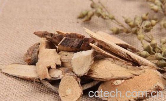 猫人参的功效与作用及药用价值-0