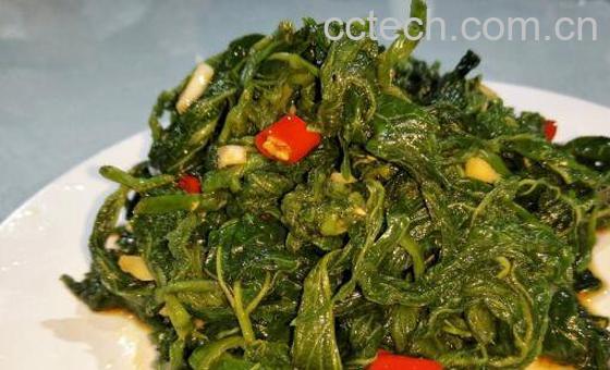 桑芽的功效与作用-1