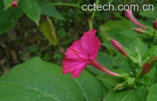 紫茉莉叶的功效与作用及药用价值-0