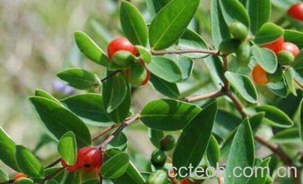 了哥王的功效与作用及药用价值-1