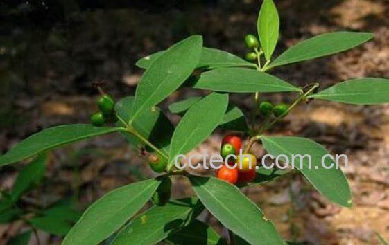 了哥王的功效与作用及药用价值-0