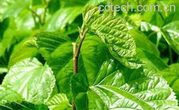 桑叶露的功效与作用-0