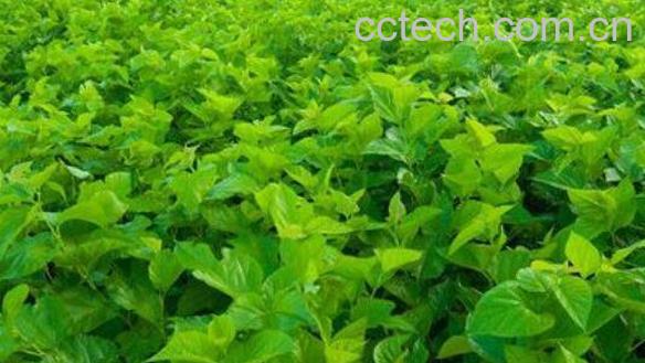 桑叶露的功效与作用-1