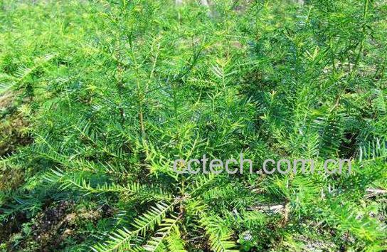 香榧草的功效与作用及药用价值-1