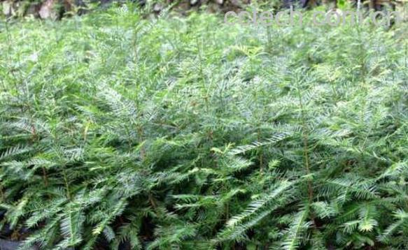 香榧草的功效与作用及药用价值-0