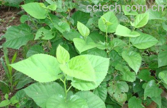 桑霜的功效与作用及药用价值-1