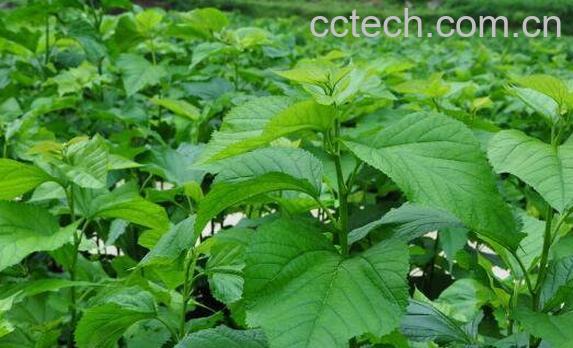 桑霜的功效与作用及药用价值-0