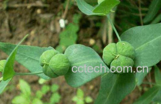 续随子叶的功效与作用及药用价值-0