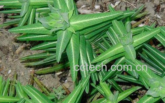 续随子叶的功效与作用及药用价值-1