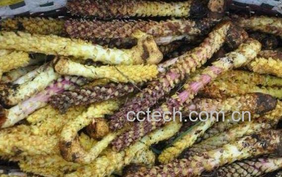 不老草的功效与作用-1