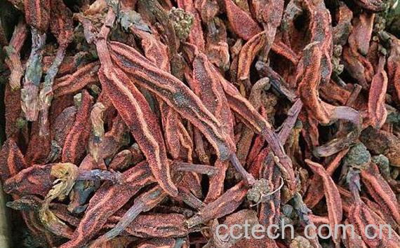 不老草的功效与作用-0