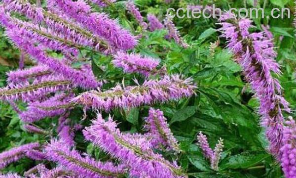 香薷的功效与作用及药用价值-0